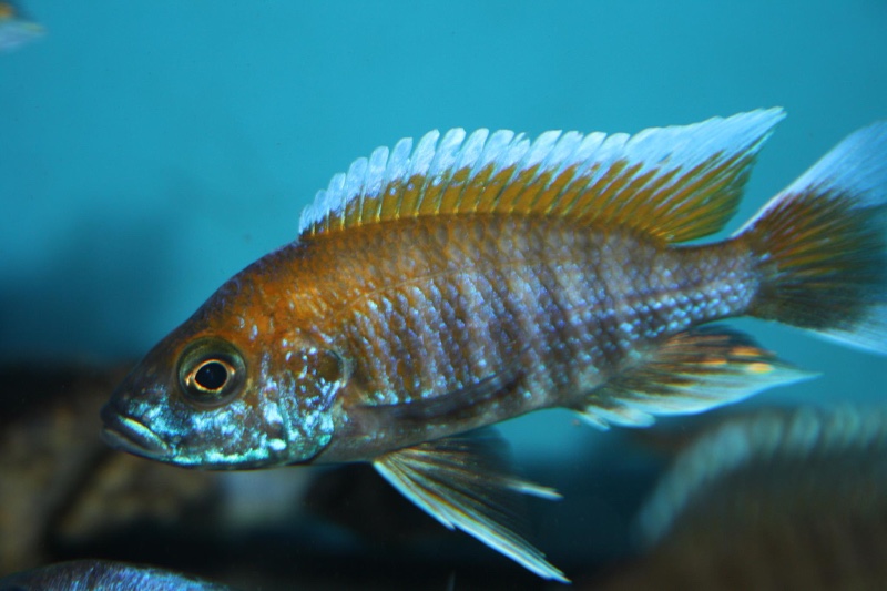 Aulonocara jacobfreibergi 'Boadzulu Island'